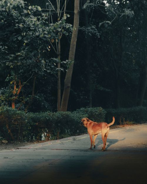 Free Serene image of a stray dog standing on a forest pathway in India. Stock Photo
