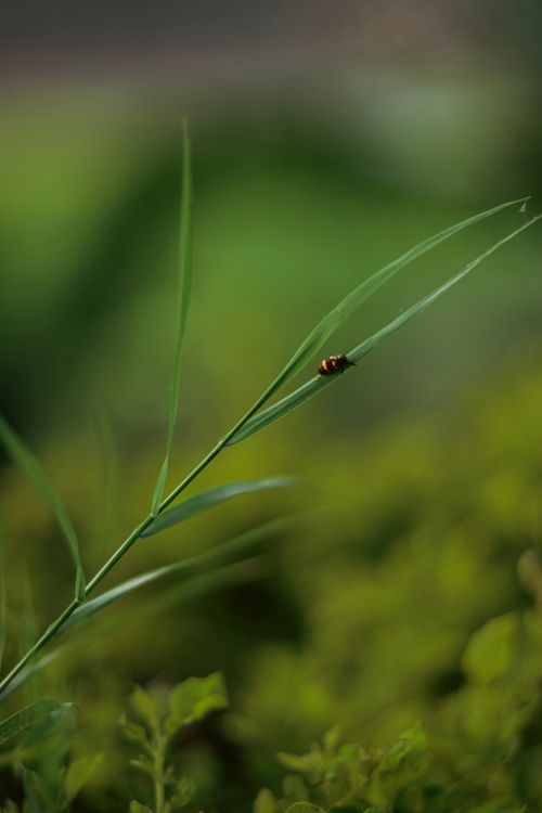 Free Detailed macro image of an insect perched on a leaf, set in vibrant Indian greenery. Stock Photo