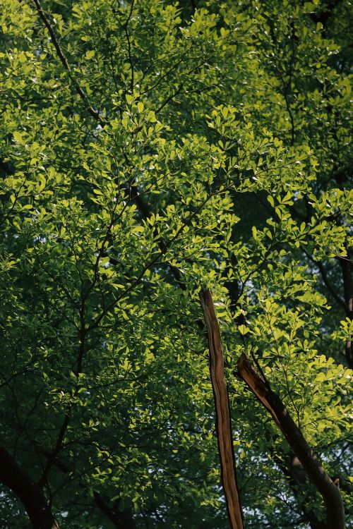 Free A vibrant green tree canopy in an Indian forest capturing nature's serene beauty. Stock Photo