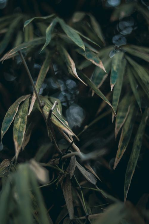 Free Close-up of bamboo leaves with a soft bokeh background, capturing the essence of nature in India. Stock Photo