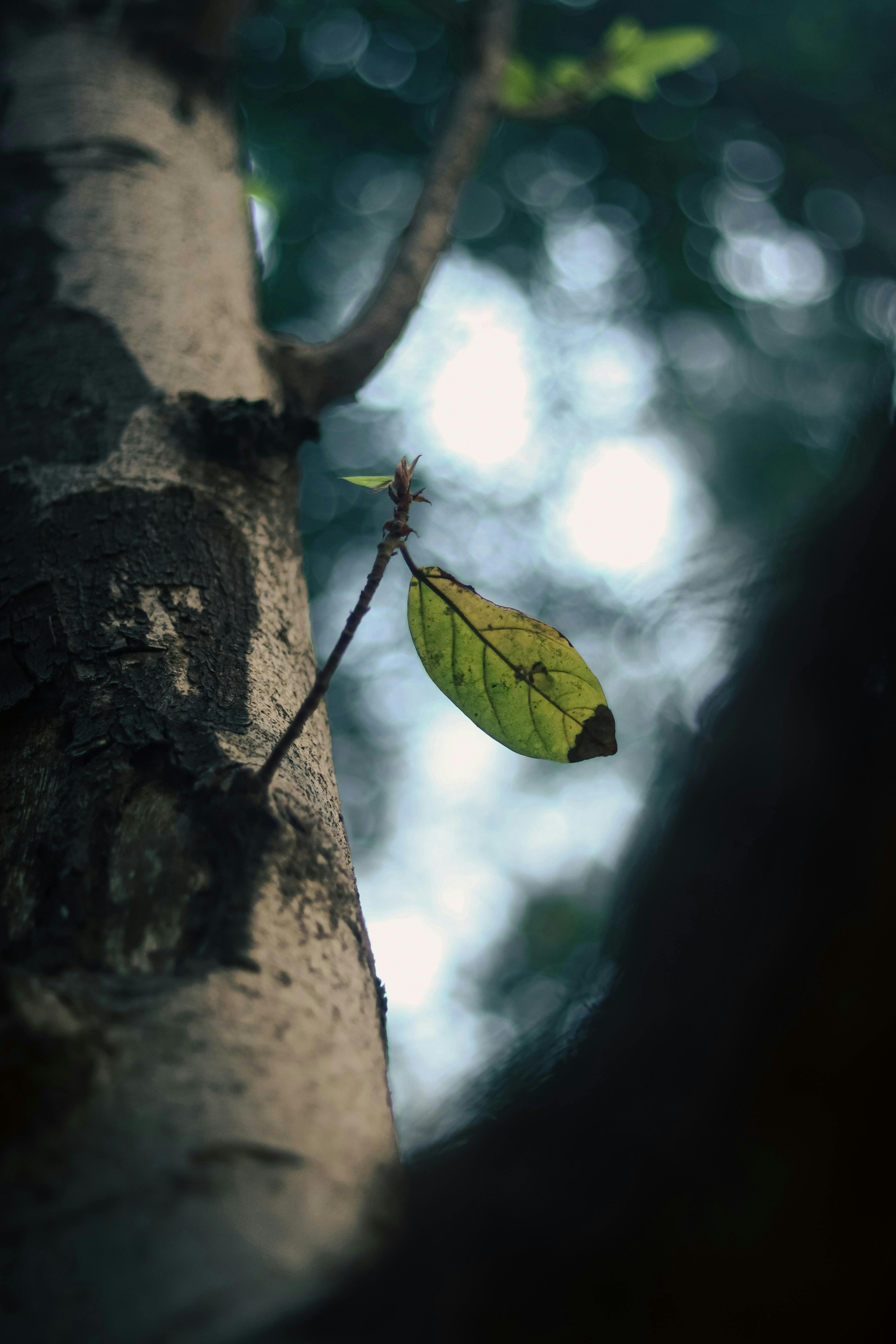 Macro shot of a leaf on a tree branch in an Indian forest, capturing nature's beauty.