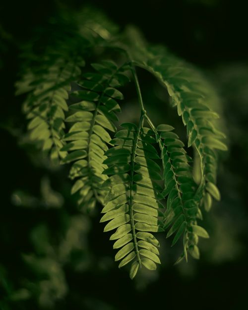 Free Detailed image of green fern leaves showcasing natural beauty, captured outdoors in India. Stock Photo