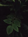 Dark Green Leaves in Natural Shadows