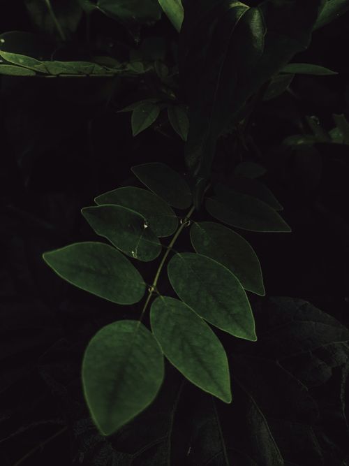Free Moody photograph of dark green leaves highlighted in soft natural light. Stock Photo