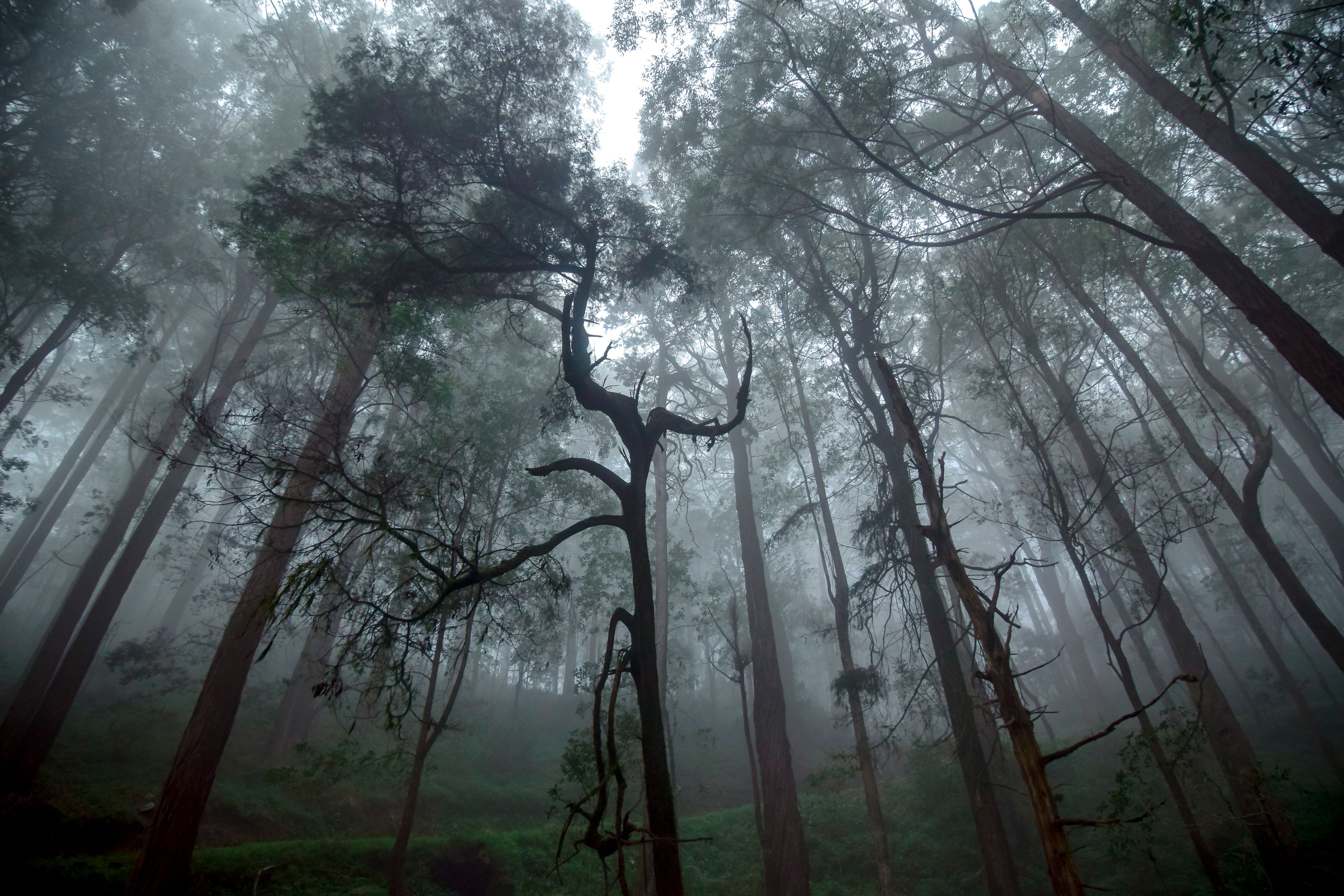 Kanneliya Forest: Sri Lanka's Hidden Rainforest Sanctuary