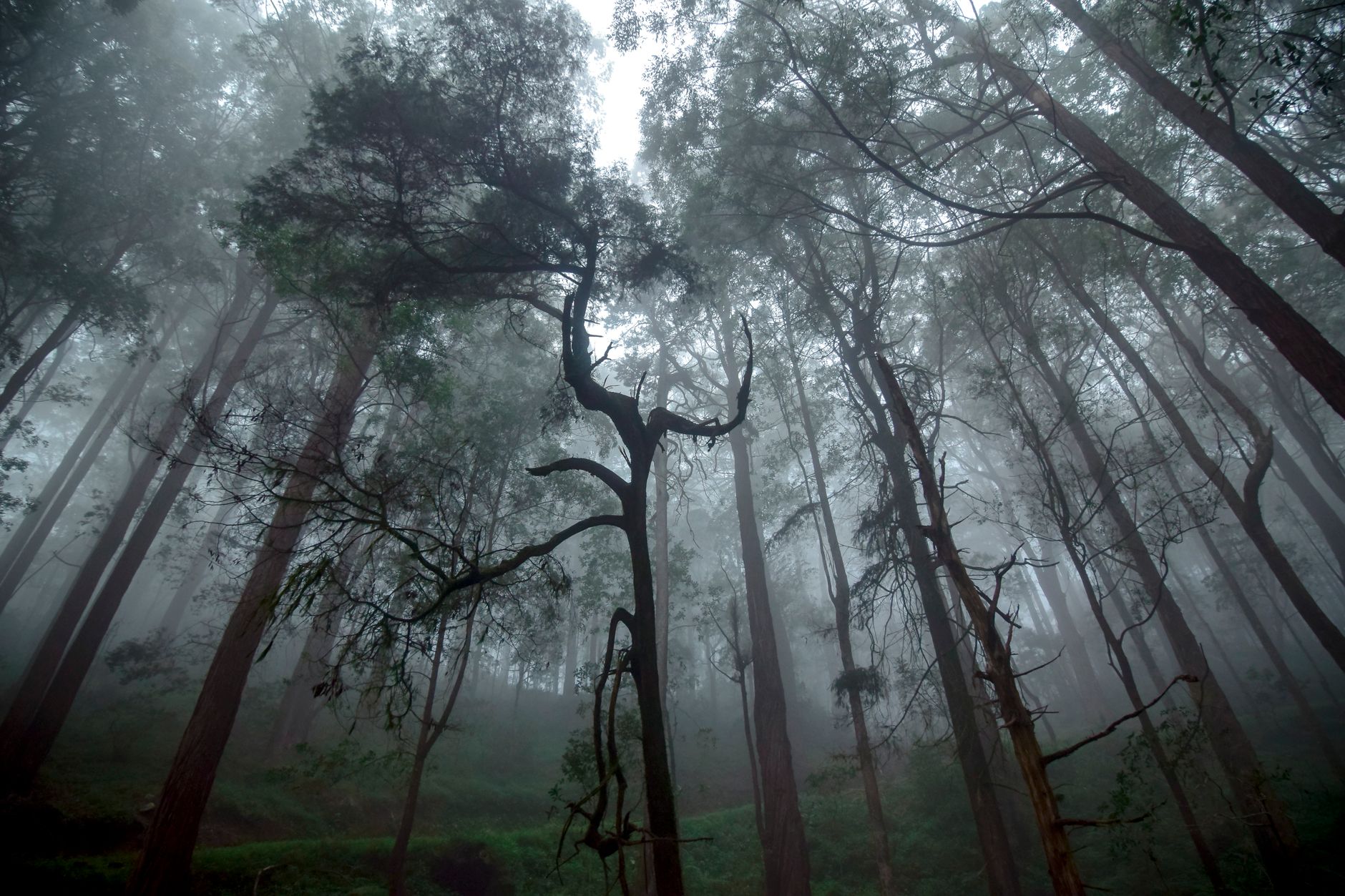 Kanneliya Forest: Sri Lanka's Hidden Rainforest Sanctuary