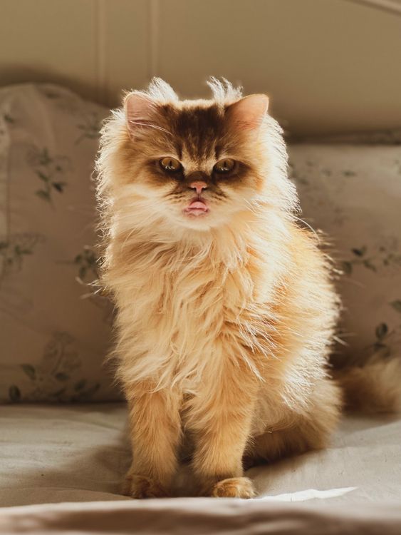 Fluffy Persian Cat Sitting on a Bed · Free Stock Photo