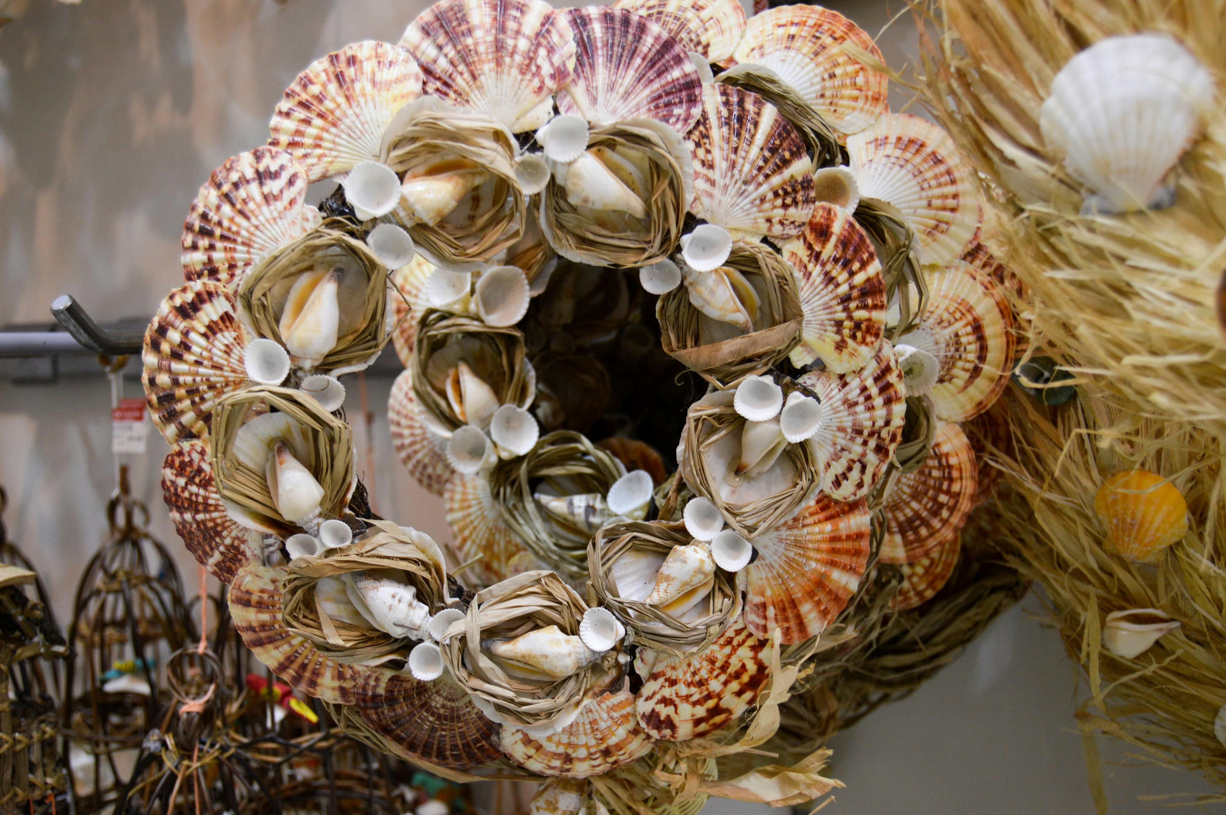 Free stock photo of bird's nest, nest, sea shells