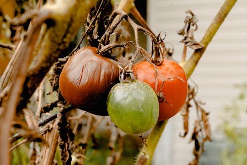 Tas De Tomates Pourries