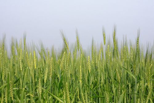 Free Vibrant wheat field in Pabna, Bangladesh, showcasing green ears under clear sky. Stock Photo