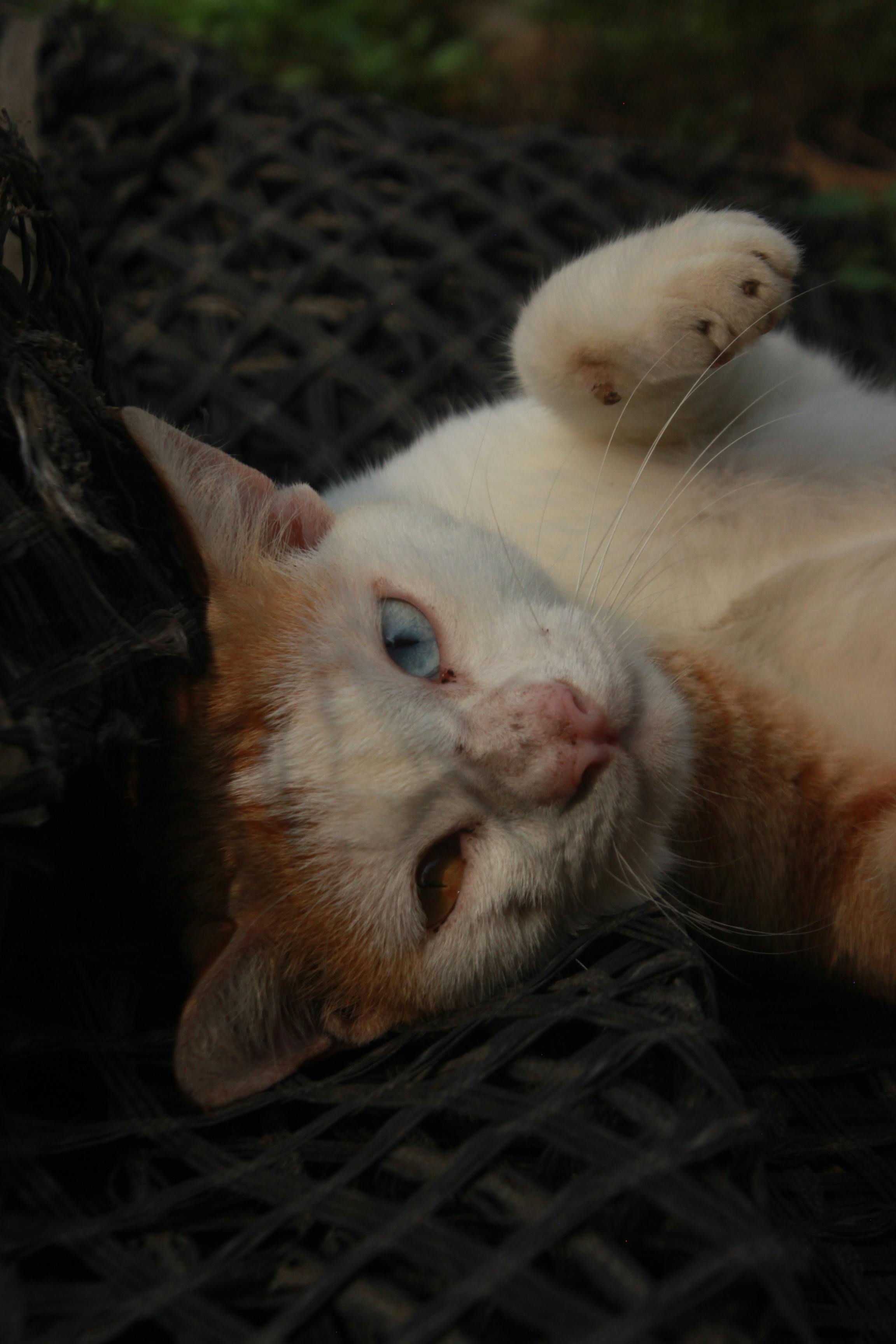 charming cat relaxing on dark fabric