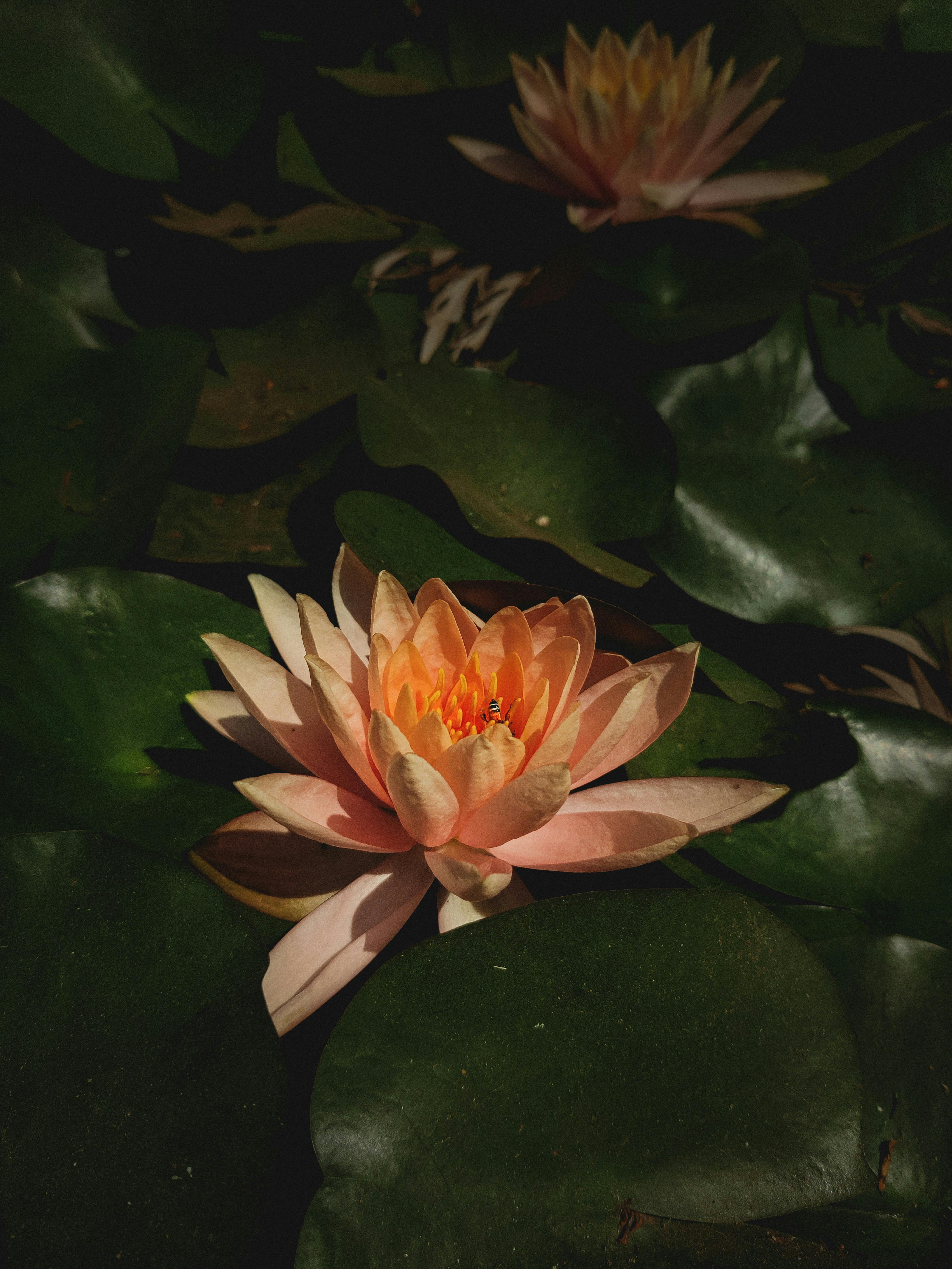 Close-up of a pink lotus flower surrounded by lush green leaves in an Indian pond.