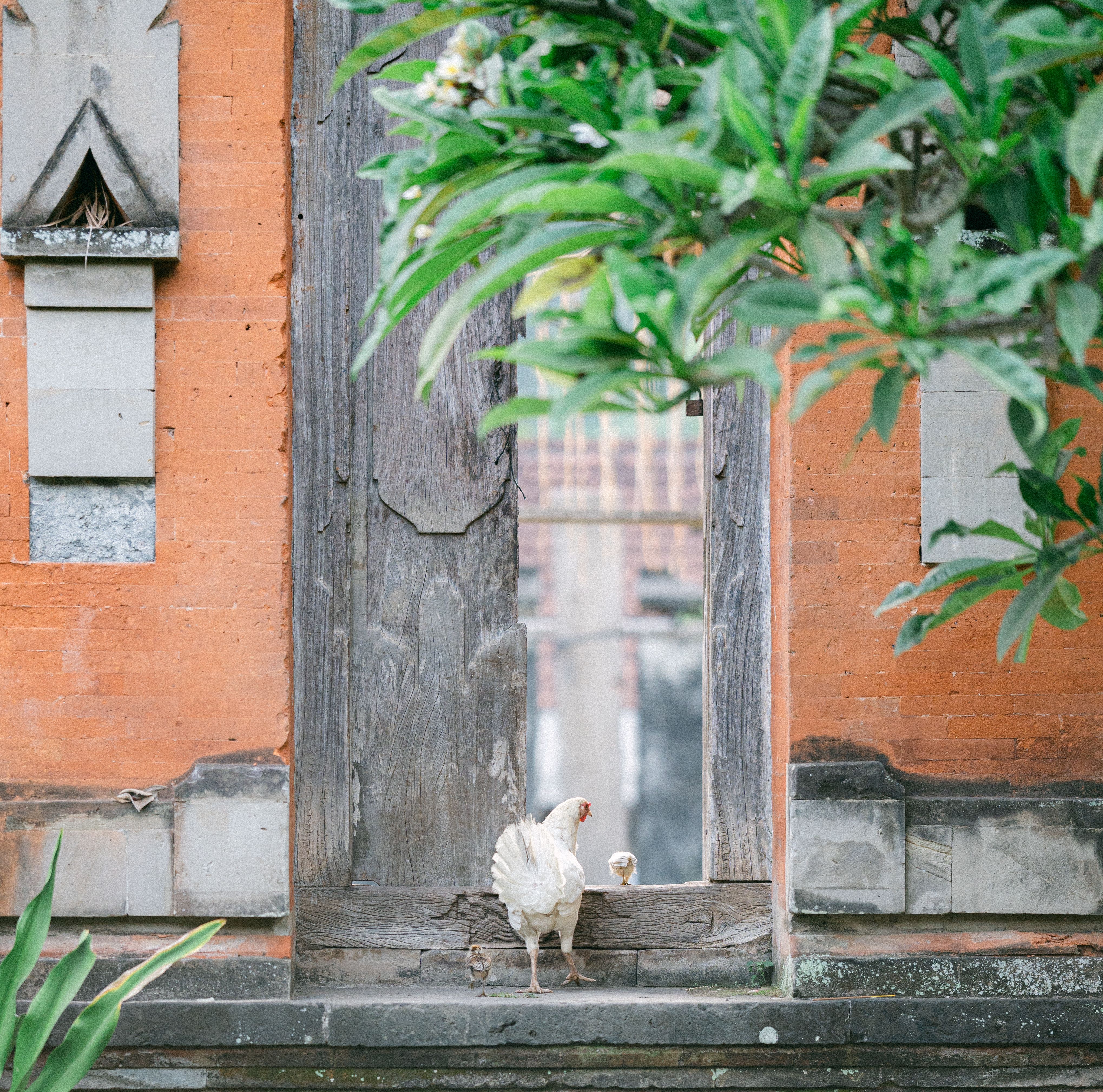 Chicken and Chick in Rustic Setting with Greenery · Free Stock Photo