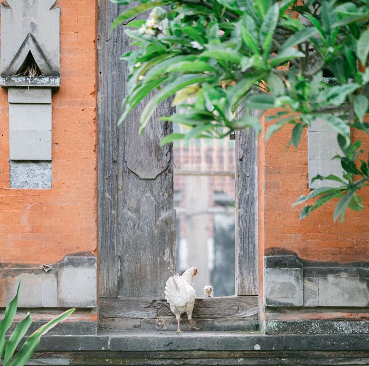 Rustic Chick Chicken and Chick in Rustic Setting with Greenery · Free Stock Photo