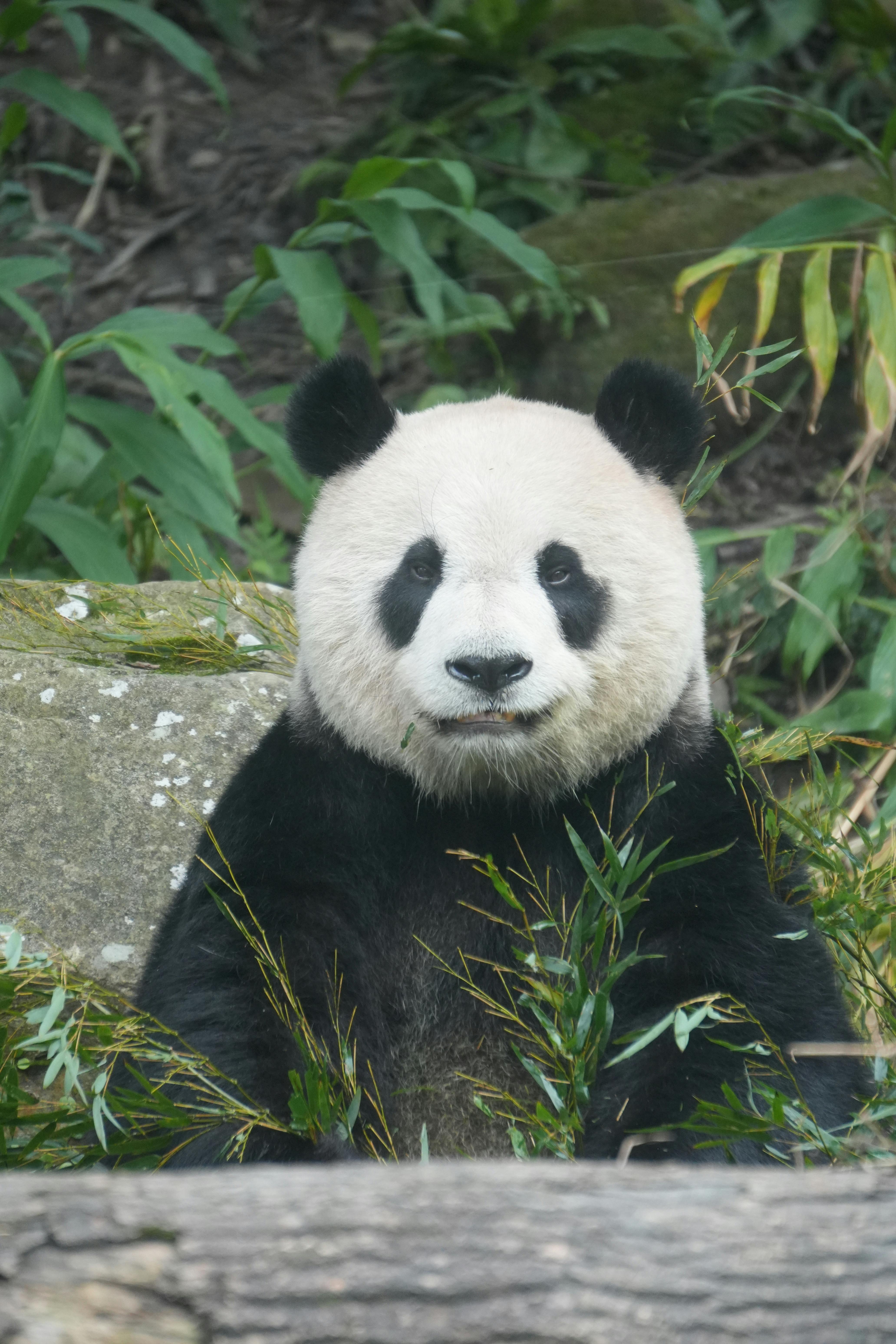 playful giant panda in natural habitat setting