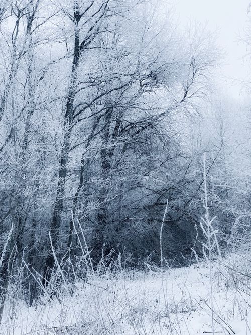 Free A tranquil winter scene with frost-covered trees in a snowy forest capturing the essence of white winter. Stock Photo