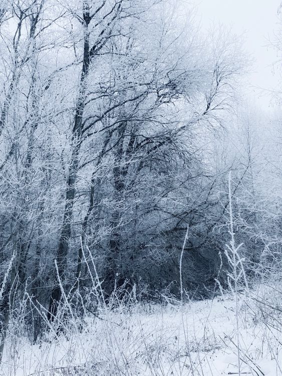 Serene Winter Forest with Frost-Covered Trees · Free Stock Photo
