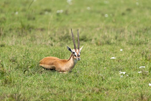 A Thomson's gazelle calmly rests in the lush grasslands of Kenya, showcasing its distinctive horns.