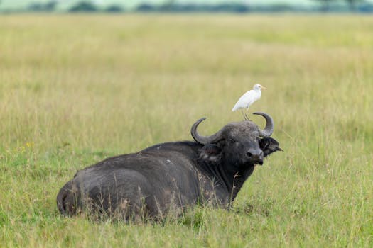 A majestic African buffalo resting with an egret perched on its back in the savannahs of Kenya.