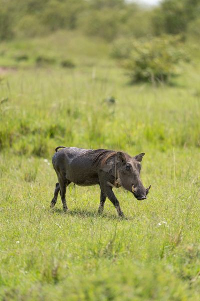 Warthog