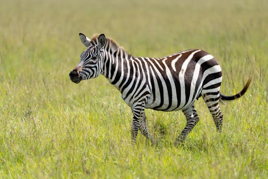 A zebra grazing in the Maasai Mara National Reserve, showcasing its iconic black and white stripes.