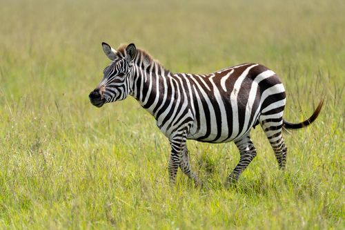 Free A zebra grazing in the Maasai Mara National Reserve, showcasing its iconic black and white stripes. Stock Photo