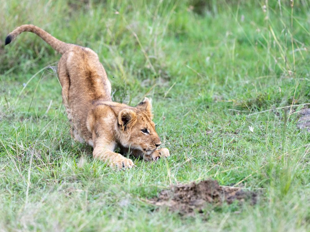 Playful lion cub in kenyan grasslands