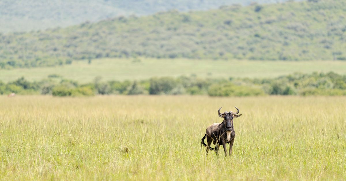Masai Mara National Reserve