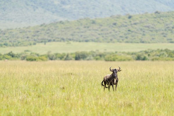 KENYA PEAK MIGRATION GROUP - SEP 24 - Activity & Sightseeing