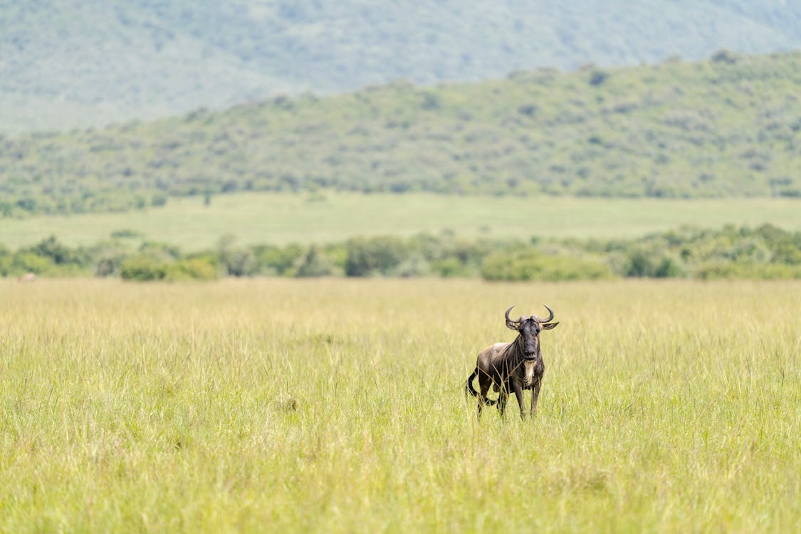 Safari landscape