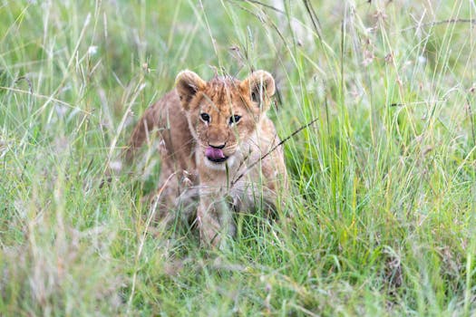 Adorable lion cub with tongue out, hidden in the tall grasses of Kenya.