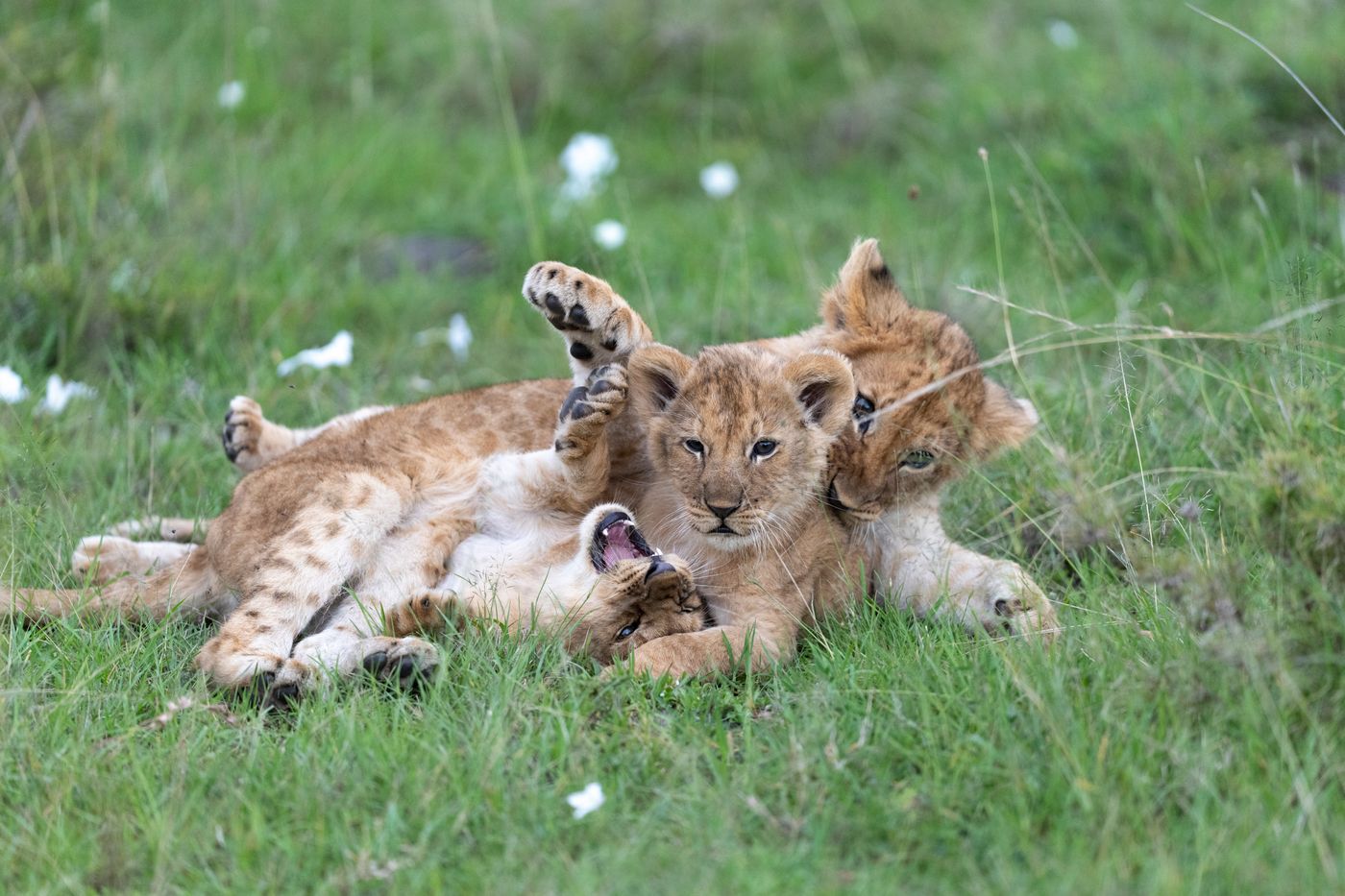 Lion cubs playing in the open grassland of the Maasai Mara, Kenya
