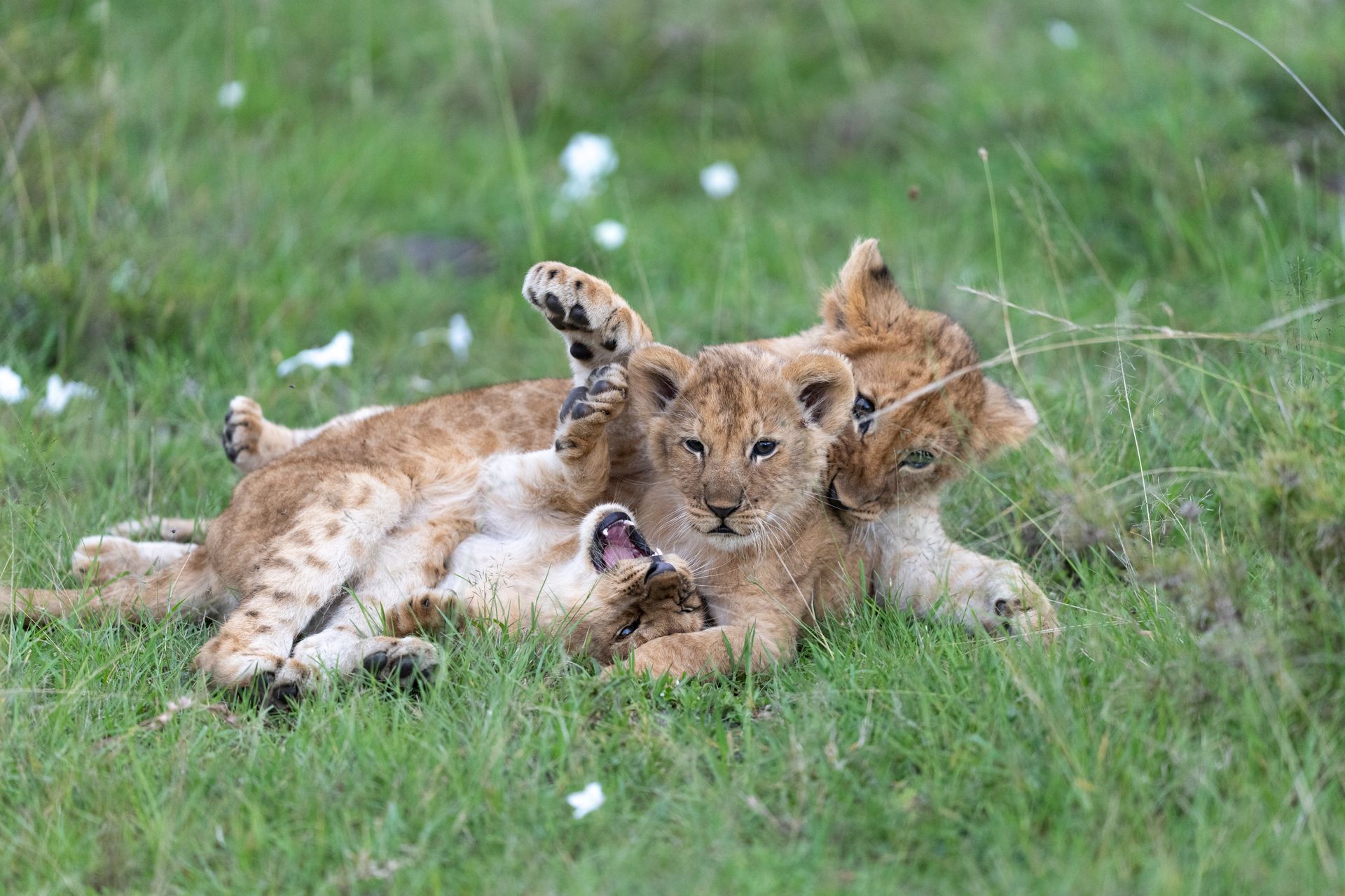 Lion cubs playing in the grasslands of the Maasai Mara, Kenya