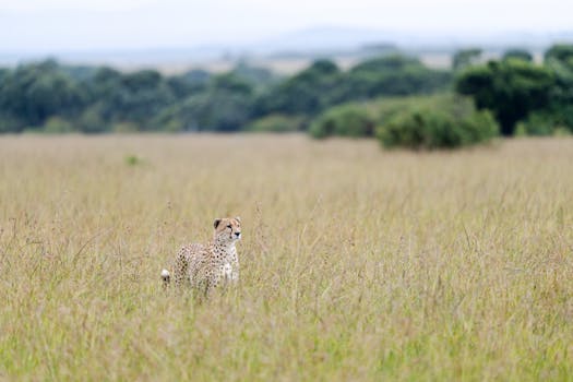 A solitary cheetah prowls the expansive grasslands of the Kenyan savanna.