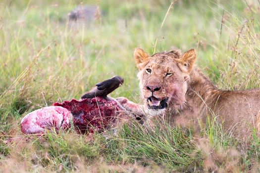 Masai Mara private game drives — Kenya Safari