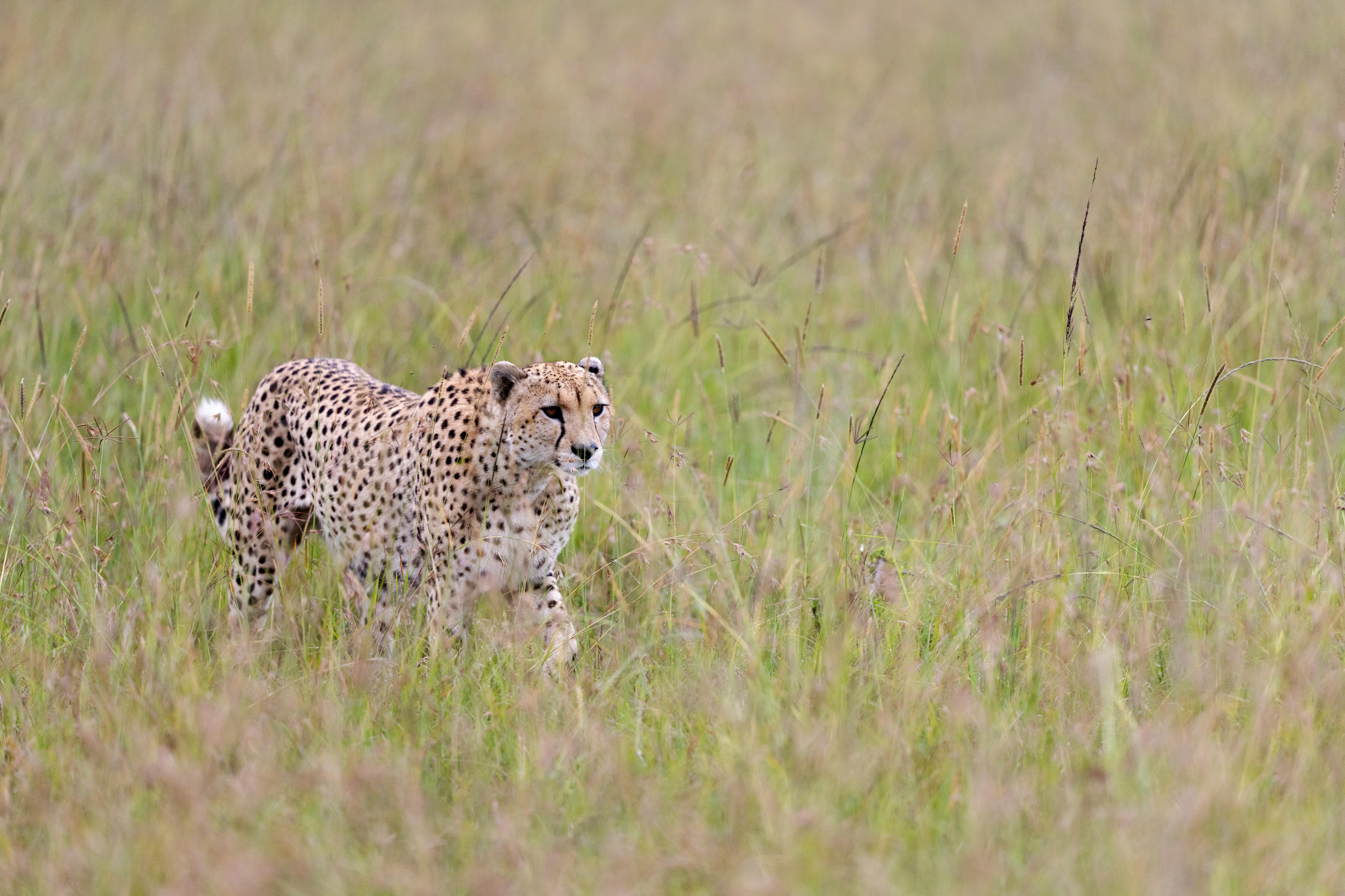 Cheetah roaming the lush grasslands of Kenyan savannah, highlighting its natural habitat.