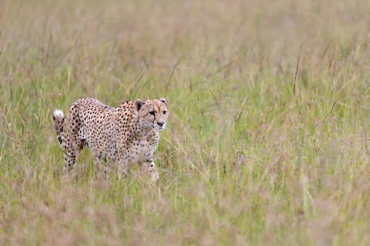 Cheetah roaming the lush grasslands of Kenyan savannah, highlighting its natural habitat.