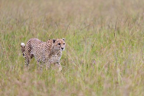 Free Cheetah roaming the lush grasslands of Kenyan savannah, highlighting its natural habitat. Stock Photo