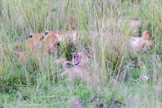 A young lion cub yawns among tall grasses in the Kenyan savannah, capturing a serene wildlife moment.