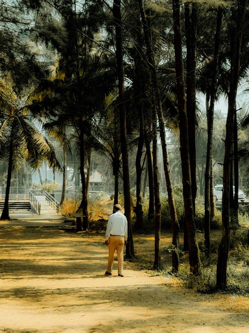Free A solitary man strolls on a sunlit forest path lined with tall trees. Stock Photo