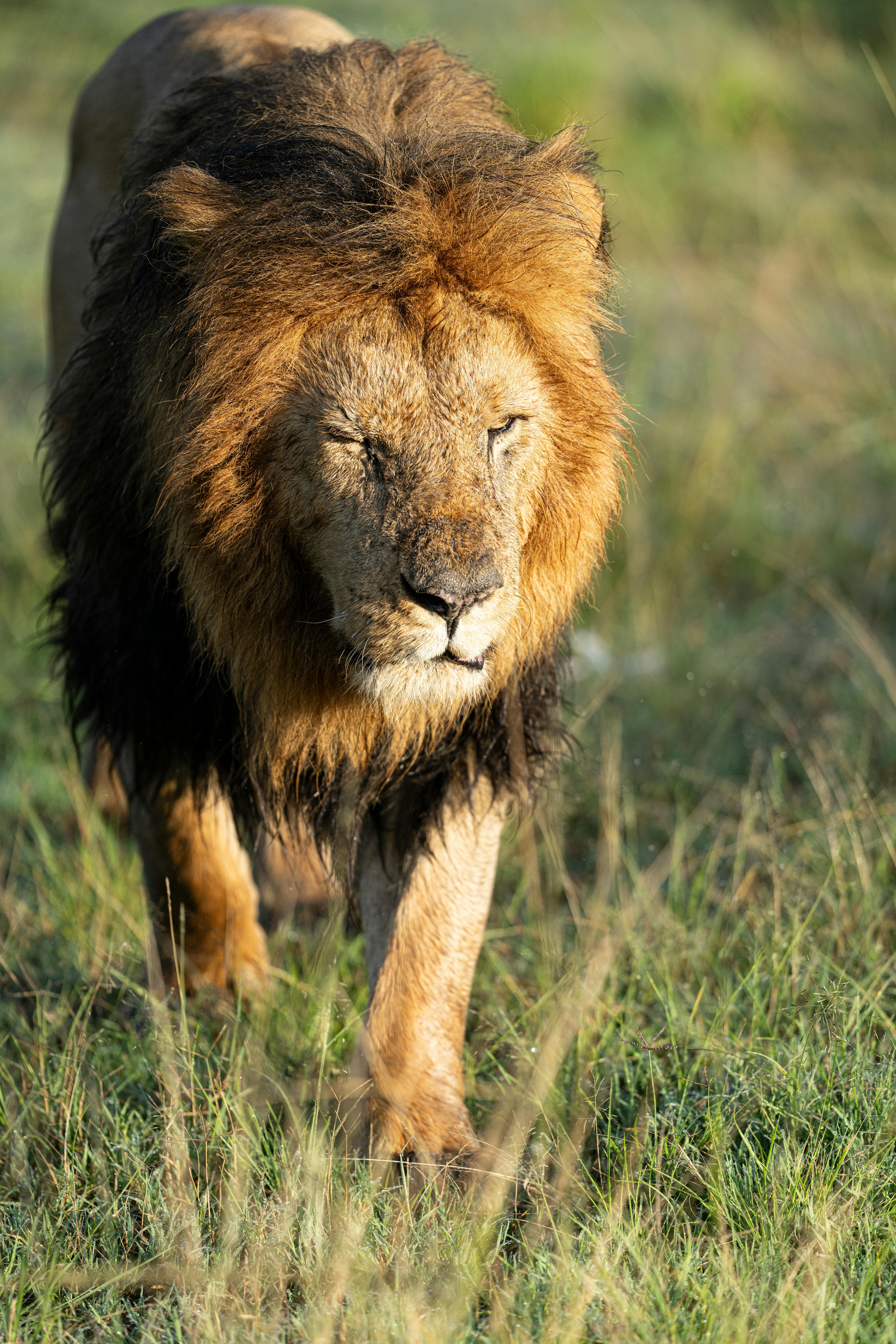 A majestic male lion with a full mane walking in the Kenyan grasslands.