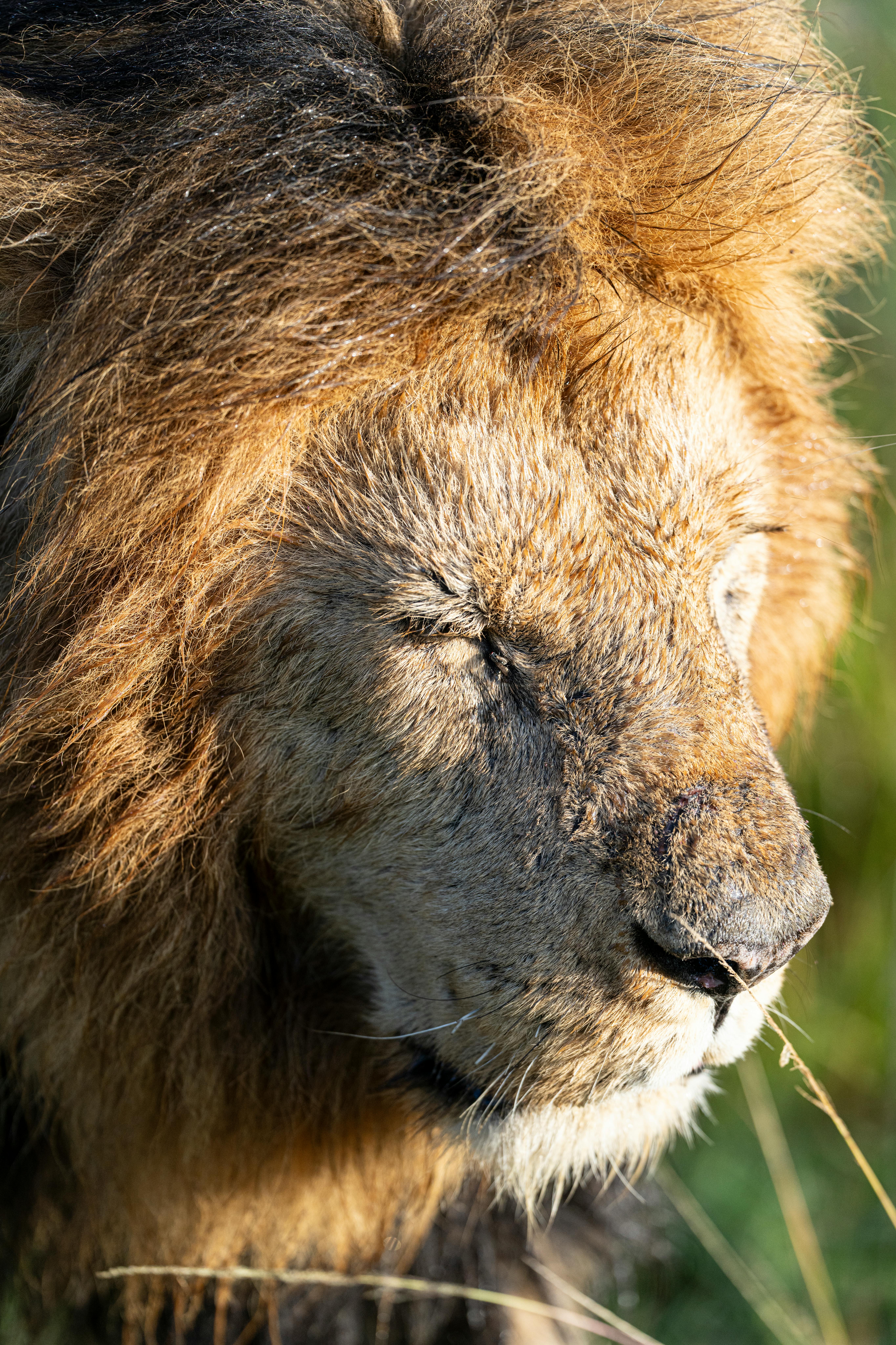 A detailed close-up portrait of a male African lion basking in the Kenyan sun.