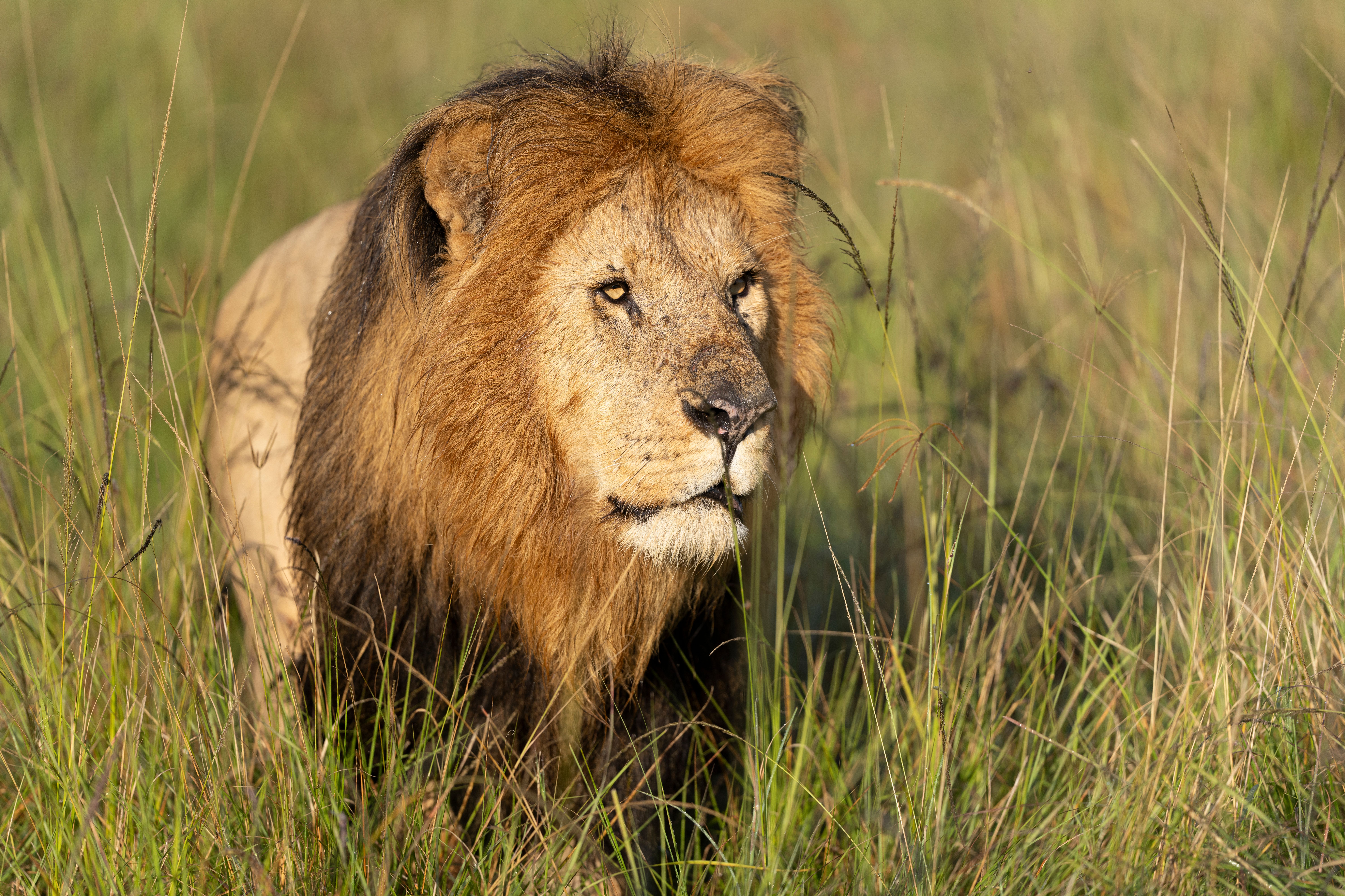 Close-up of a majestic male lion in Kenya's grasslands, showcasing the beauty of wildlife. Close-up of a majestic male lion in Kenya's grasslands, showcasing the beauty of wildlife.