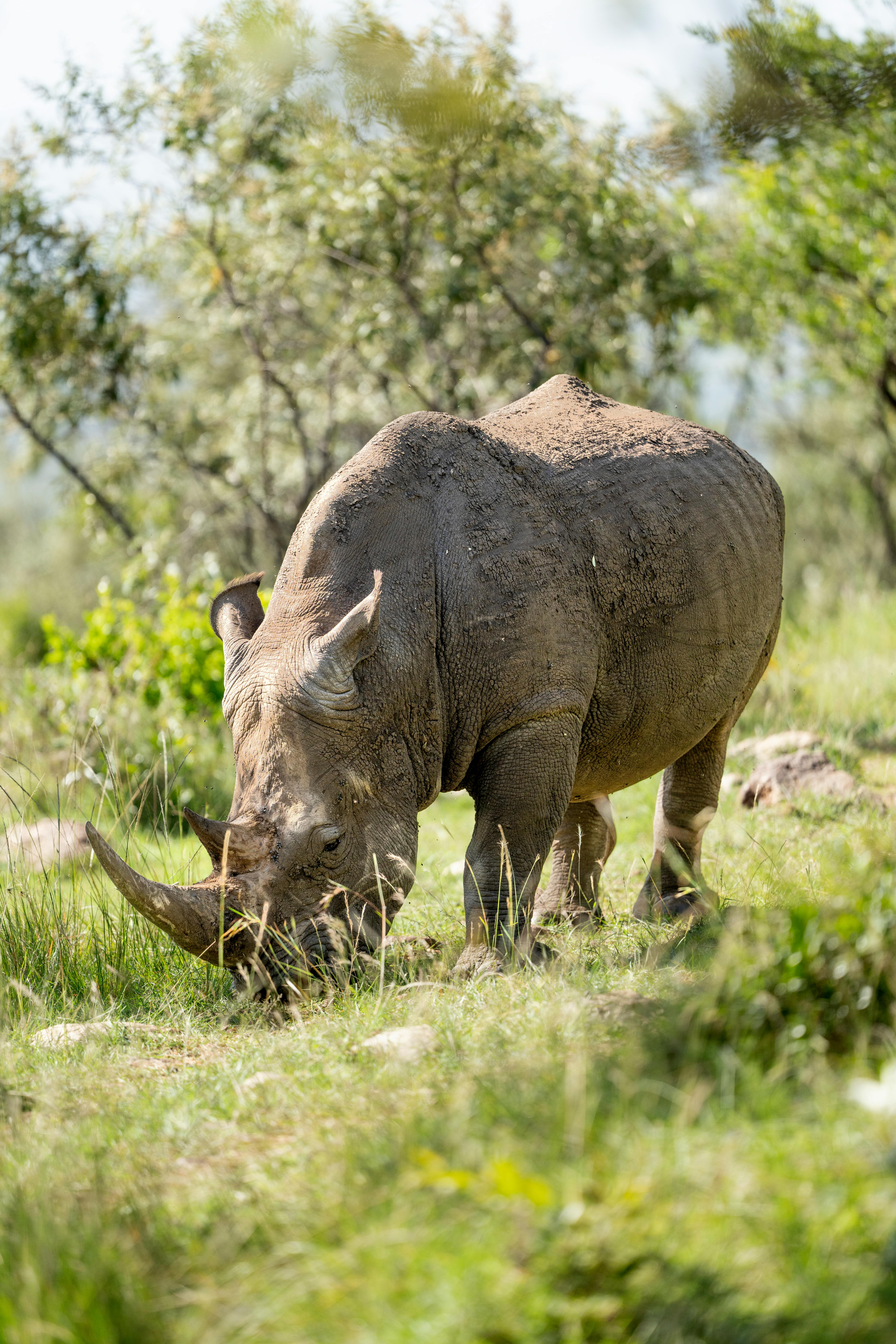 grátis Rinoceronte branco ameaçado de extinção pastando no habitat natural da região selvagem do Quênia. Foto profissional