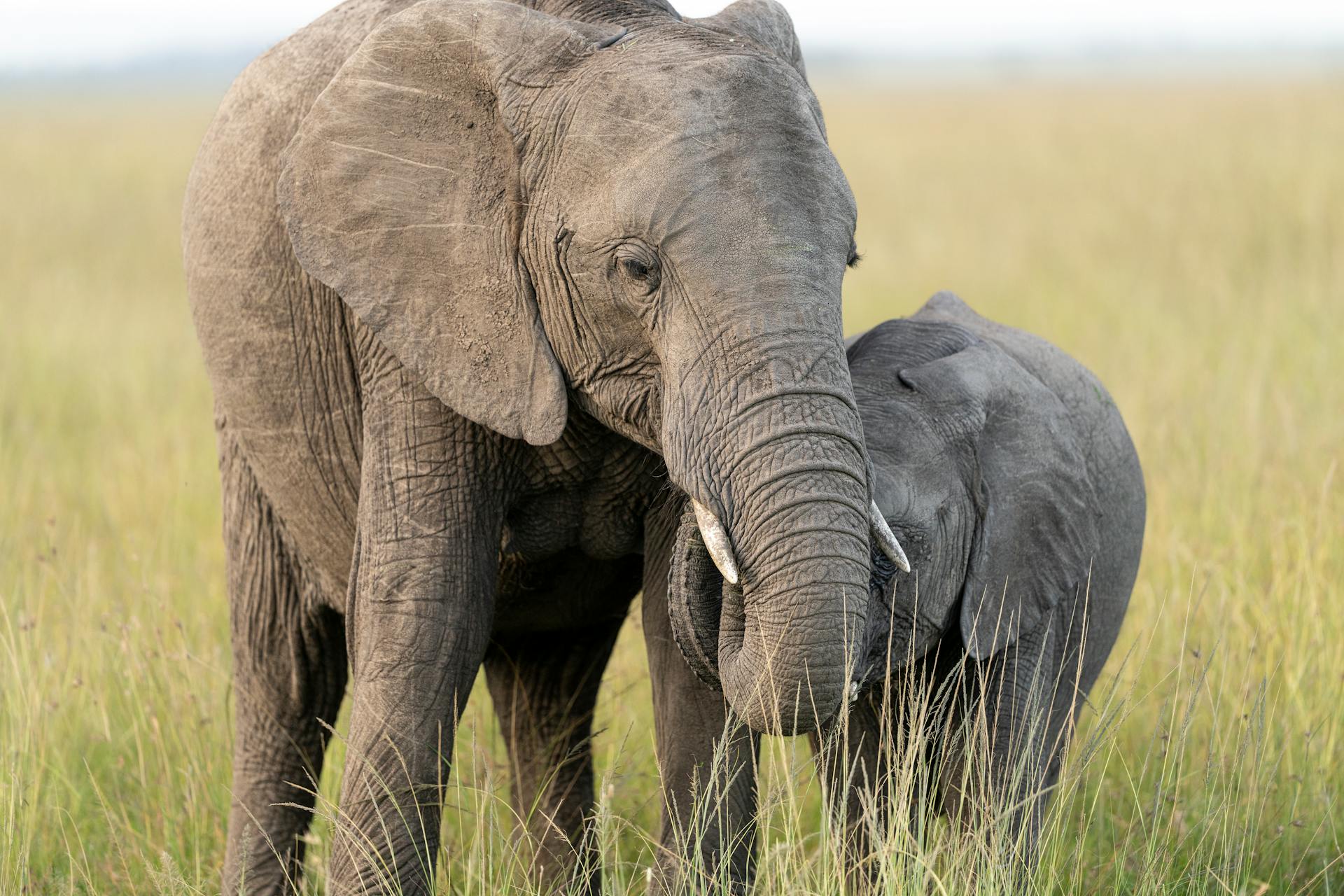 Free stock photo of africa, african, african elephant