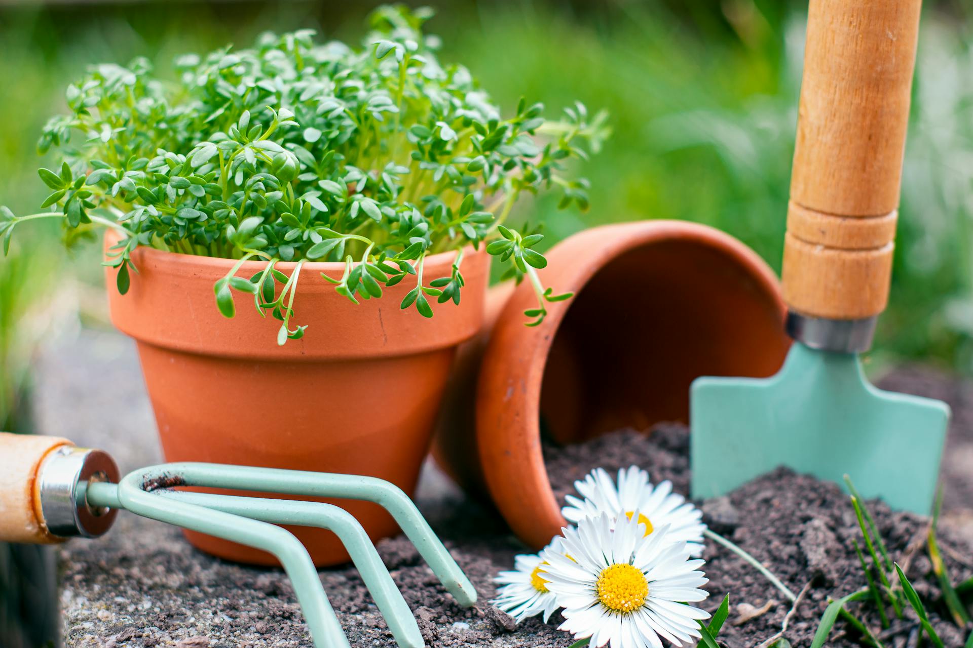 Gardening scene with clay pots, fresh seedlings, tools, and daisies in soil.