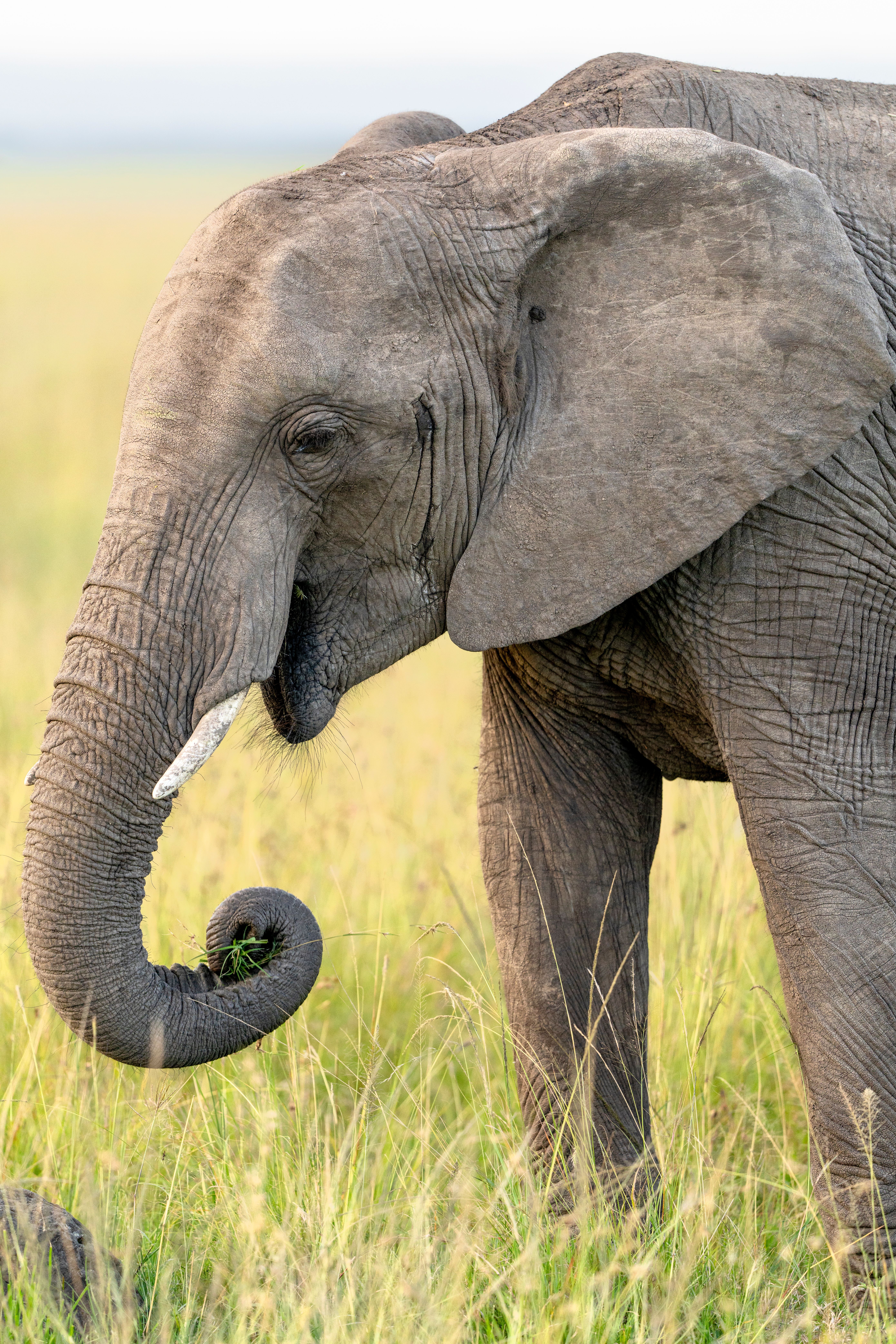 Close-up of an African elephant feeding in Kenya's savannah, showcasing its natural habitat.
