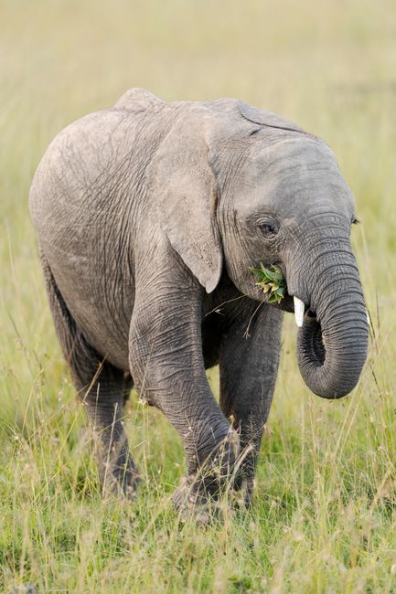 Big Game Species You Might Encounter Big Game Species You Might Encounter