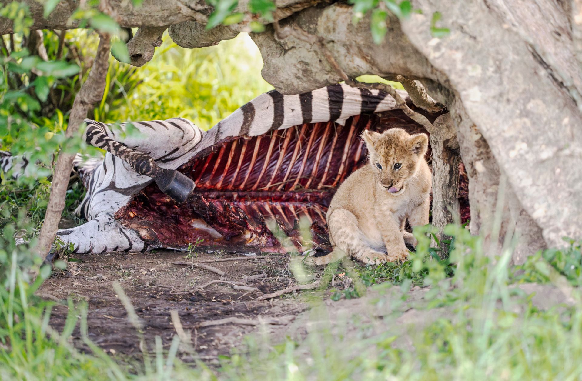 Free stock photo of africa, african, animal