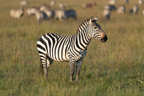 Free A lone zebra stands proudly in the grasslands of Narok County, Kenya, surrounded by its herd. Stock Photo
